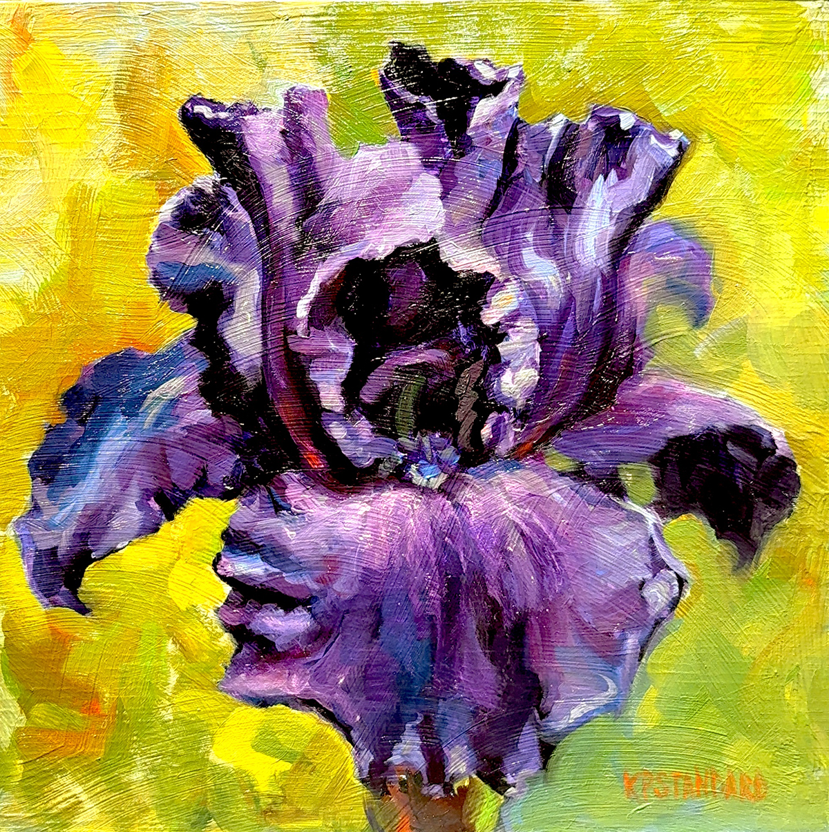 ‘black knight bearded iris’